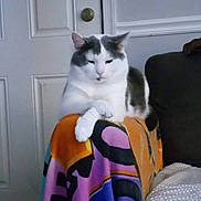 Virgo joined the competition — help win amazing prizes! cat, indoor, furniture, blanket, white_cat, gray_cat, door, couch, relaxed, pet, animal, resting, cozy, home, patterned_blanket, fur, domestic_cat, sitting, calm, household