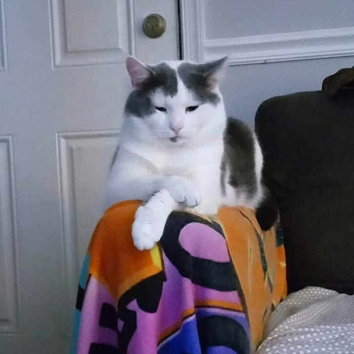 Virgo joined the competition — help win amazing prizes! animal, blanket, calm, cat, couch, cozy, domestic_cat, door, fur, furniture, gray_cat, home, household, indoor, patterned_blanket, pet, relaxed, resting, sitting, white_cat