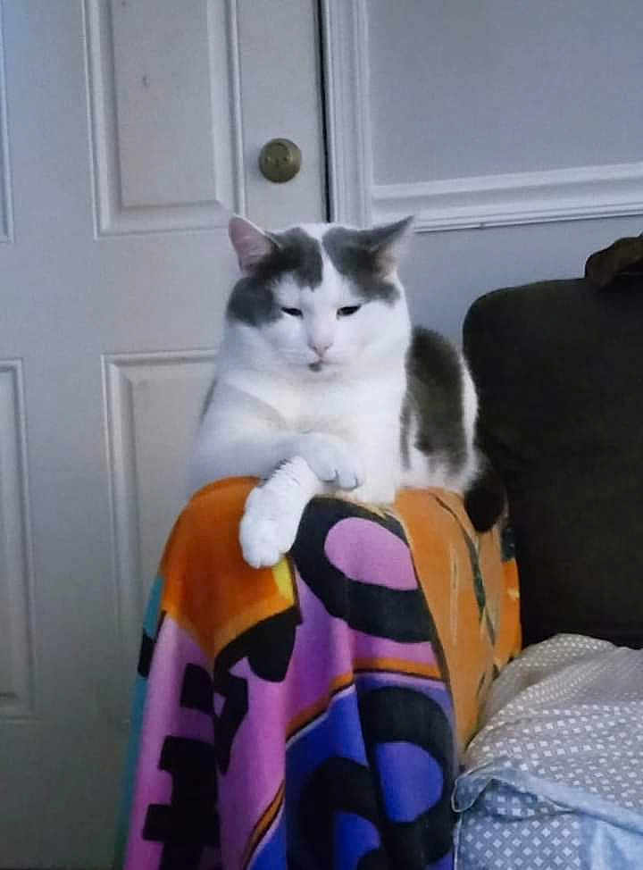 Virgo joined the competition — help win amazing prizes! cat, indoor, furniture, blanket, white_cat, gray_cat, door, couch, relaxed, pet, animal, resting, cozy, home, patterned_blanket, fur, domestic_cat, sitting, calm, household