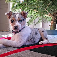 Aïka participe au concours pour gagner de l'argent avec cette photo : puppy, dog, christmas_tree, ornaments, indoor, carpet, collar, laying_down, decorations, holiday, cute, pet, fur, ears, whiskers, home, festive, red, green, white