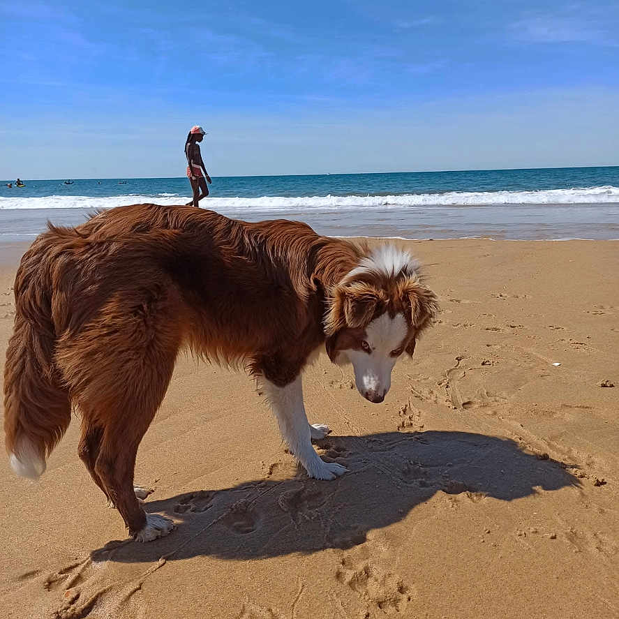 Tao a rejoint le concours — aidez-le/la à gagner de superbes lots ! animal, beach, canine, coast, curious, daytime, dog, fur, nature, ocean, outdoor, person, pet, sand, shore, sky, sunny, walking, water, waves