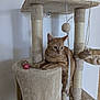 Zoé a rejoint le concours — aidez-le/la à gagner de superbes lots ! abyssinian, animal, architecture, building, cat, chair, couch, cushion, furniture, hardwood, homedecor, indoors, kitten, linen, livingroom, manx, pet, plywood, room, wood