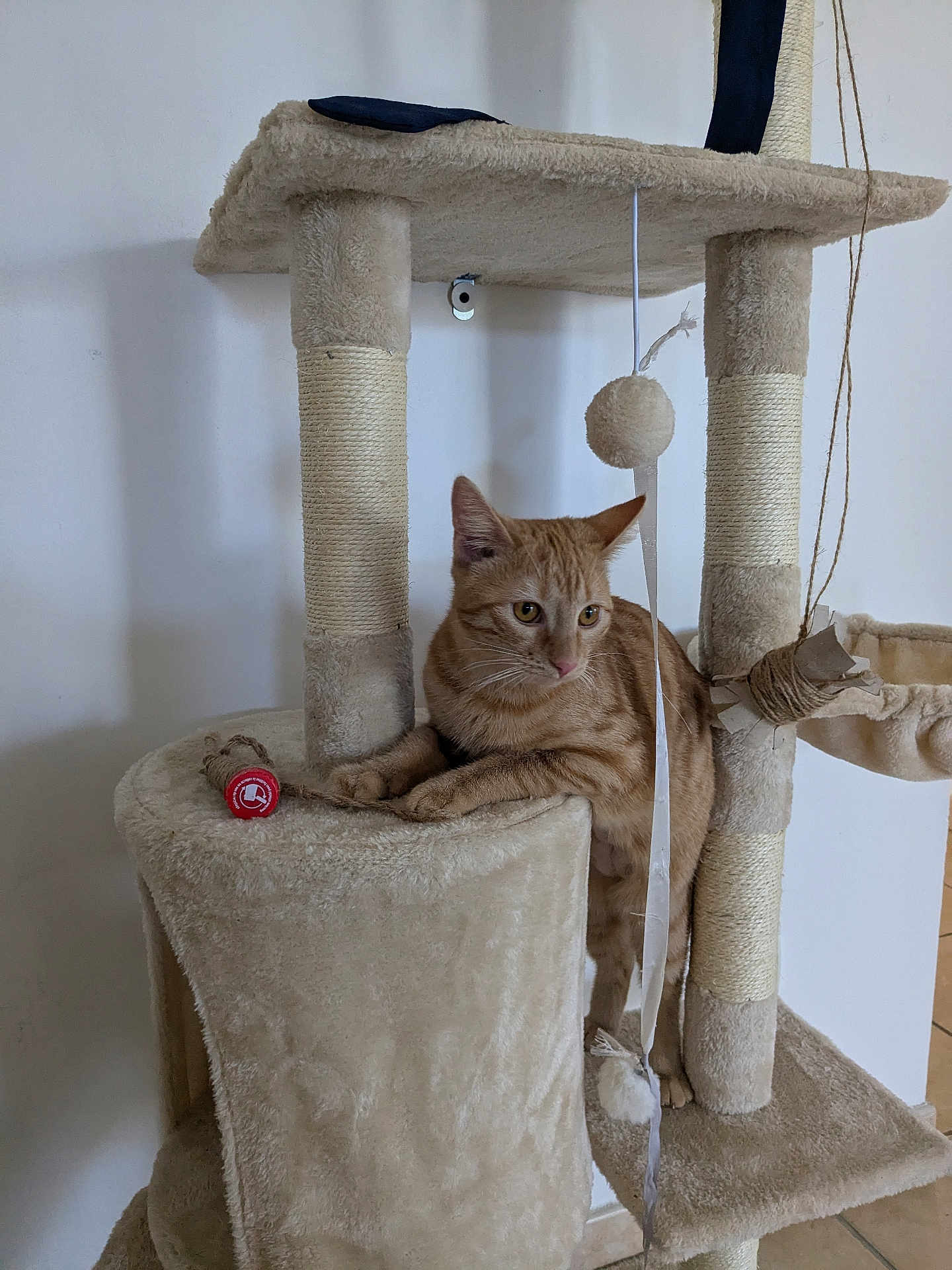 Zoé a rejoint le concours — aidez-le/la à gagner de superbes lots ! abyssinian, animal, architecture, building, cat, chair, couch, cushion, furniture, hardwood, homedecor, indoors, kitten, linen, livingroom, manx, pet, plywood, room, wood