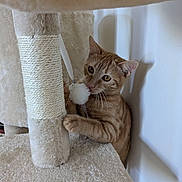 Zoé participe au concours pour gagner de l'argent avec cette photo : abyssinian, angora, animal, blanket, cat, curtain, cushion, face, head, homedecor, indoors, kitten, manx, person, pet, plush, towel, toy, window, windowsill