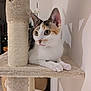 Venus participe au concours pour gagner de l'argent avec cette photo : abyssinian, angora, animal, bookcase, cat, chair, closet, cupboard, furniture, hardwood, homedecor, indoors, kitten, linen, manx, pet, plywood, shelf, siamese, wood