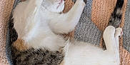 Venus a rejoint le concours — aidez-le/la à gagner de superbes lots ! abyssinian, animal, armchair, bed, blanket, cat, chair, couch, furniture, hardwood, homedecor, indoors, kitten, manx, person, pet, quilt, siamese, sleeping, wood