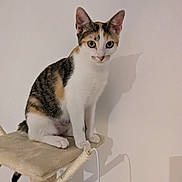 Venus a rejoint le concours — aidez-le/la à gagner de superbes lots ! abyssinian, accessories, angora, animal, cat, chair, egyptiancat, furniture, kitten, manx, pet, plywood, siamese, strap, wood