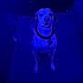 dog, pet, indoor, blue_light, animal, canine, collar, sitting, looking_up, floor, shadow, dark, mood, portrait, companion, domestic, quiet, alone, curious, quiet_room