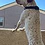 Ace is registered to the contest to win money with this photo: dog, spotted_dog, collar, outdoor, wall, house, blue_sky, daylight, pet, animal, looking, side_view, alert, canine, texture, building, window, sunlight, fur, domestic_animal