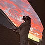 dog, sunset, sky, clouds, building, wall, outdoor, pet, animal, silhouette, evening, colorful, nature, house, tail, standing, looking, texture, window, roof