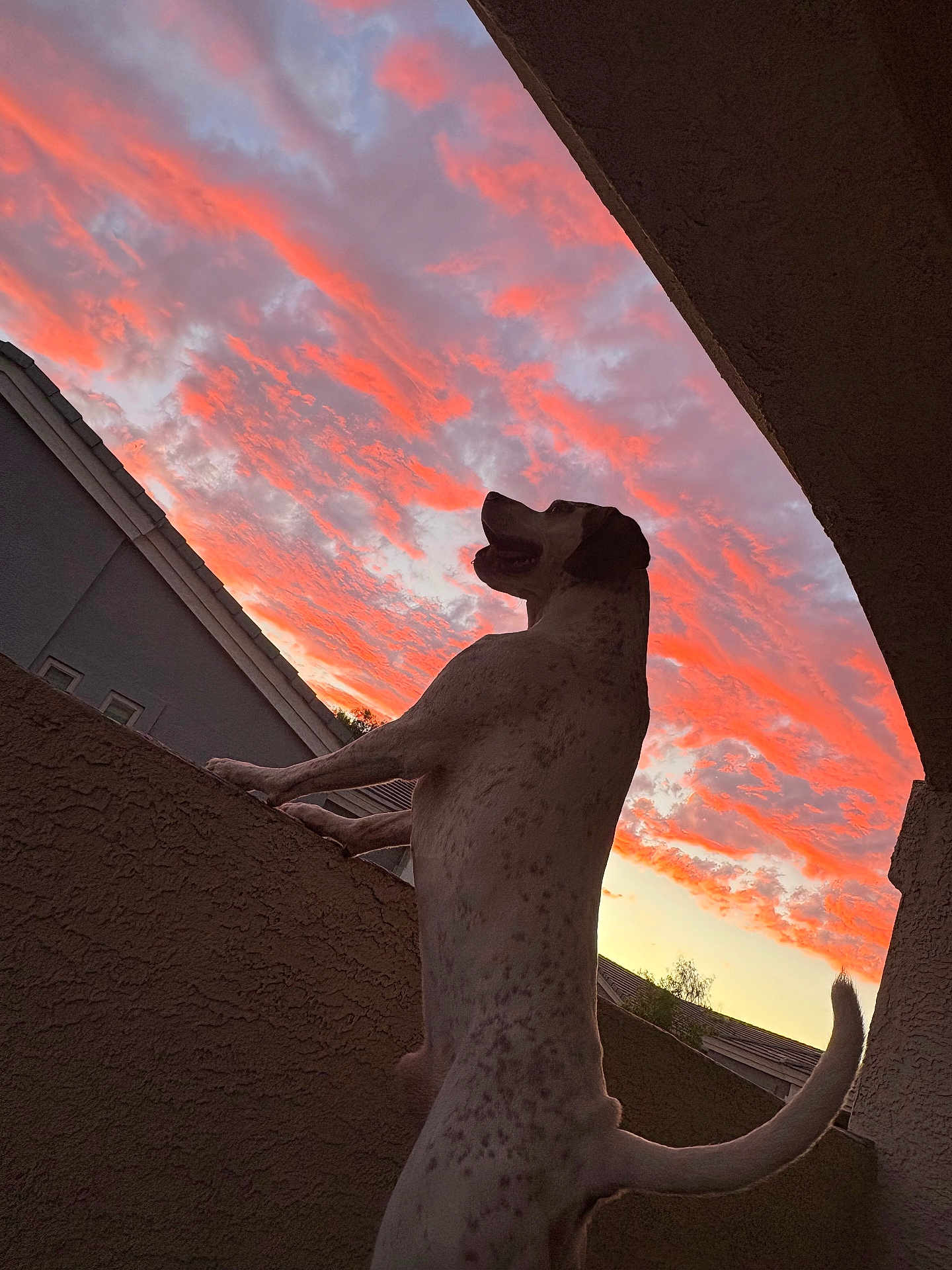 Ace is registered to the contest to win money with this photo: dog, sunset, sky, clouds, building, wall, outdoor, pet, animal, silhouette, evening, colorful, nature, house, tail, standing, looking, texture, window, roof