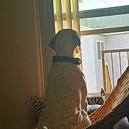 Ace joined the competition — help win amazing prizes! dog, spotted_dog, collar, window, vertical_blinds, chair, woven_chair, indoor, pet, back_view, daylight, quiet, home, resting, looking_out, calm, animal, domestic, furniture, relaxing