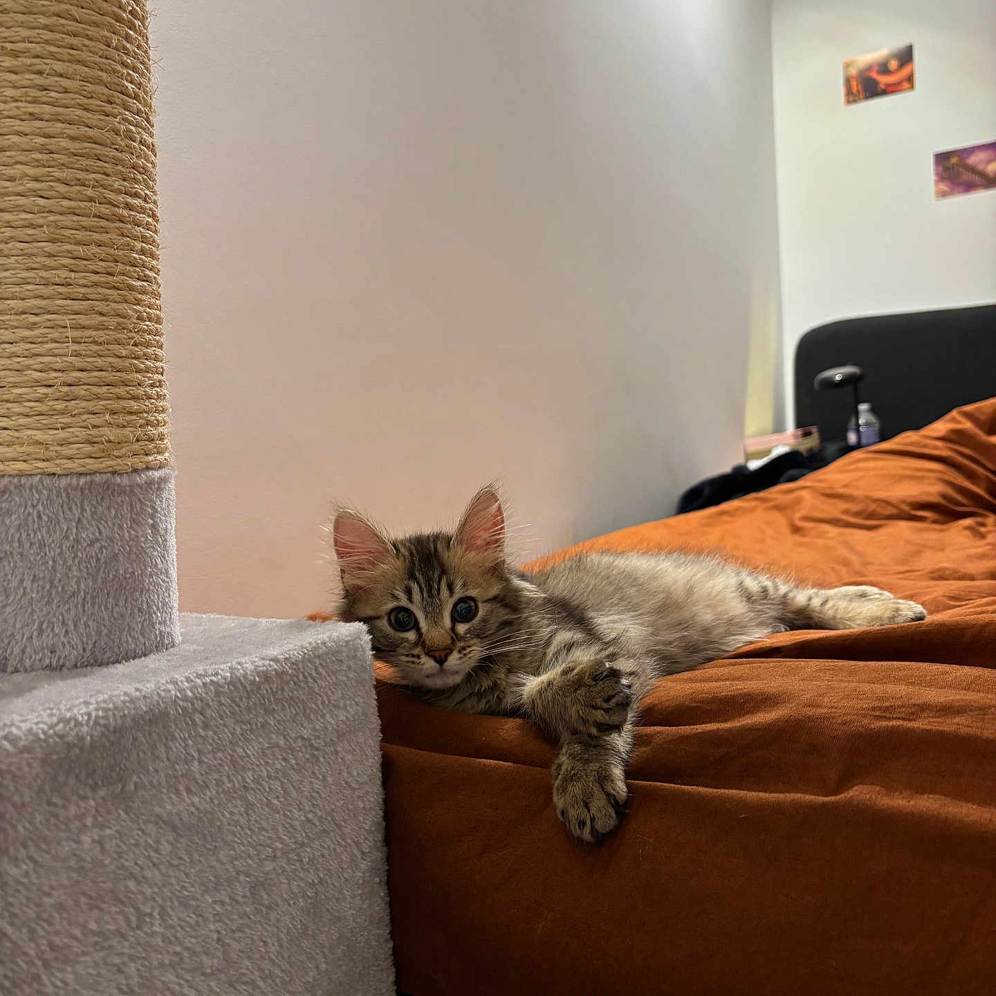 Yuumi participe au concours pour gagner de l'argent avec cette photo : bed, bedding, big_eyes, cat, cat_tree, cozy, cute, fur, indoor, kitten, orange_bedcover, paw, pet, portrait, relaxed, room, scratching_post, sleepy, wall, whiskers