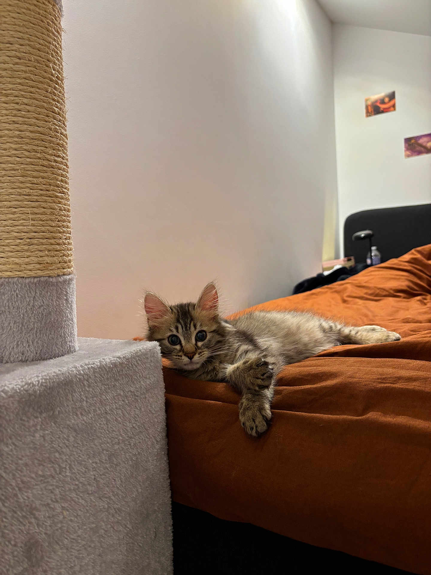 Yuumi participe au concours pour gagner de l'argent avec cette photo : cat, kitten, bed, bedding, orange_bedcover, scratching_post, cat_tree, wall, room, indoor, portrait, fur, big_eyes, paw, cute, relaxed, pet, cozy, sleepy, whiskers
