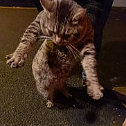 Fripouille participe au concours pour gagner de l'argent avec cette photo : cat, tabby_cat, animal, pet, feline, night, outdoor, pavement, blurred, fur, whiskers, legs, claws, human_hand, dark, shadow, street, holding, motion_blur, closeup