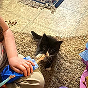 Cher Bear joined the competition — help win amazing prizes! accessories, animal, baby, canine, cat, clothing, dog, face, footwear, head, homedecor, kitten, pants, person, pet, photography, portrait, puppy, sandal, shoe