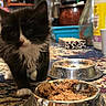 Cher Bear is registered to the contest to win money with this photo: abyssinian, animal, bowl, cat, cream, cup, dish, food, indoors, kitten, manx, meal, mixingbowl, pet, plant, pottedplant, pottery, shelf, sweets, wood