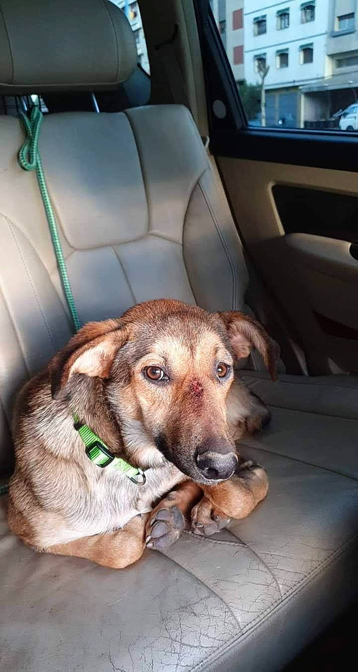 Douce a rejoint le concours — aidez-le/la à gagner de superbes lots ! canidae, car, car_seat, carnivore, companion_dog, dog, dog_breed, seat_belt, sporting_group, street_dog, vehicle, vehicle_door