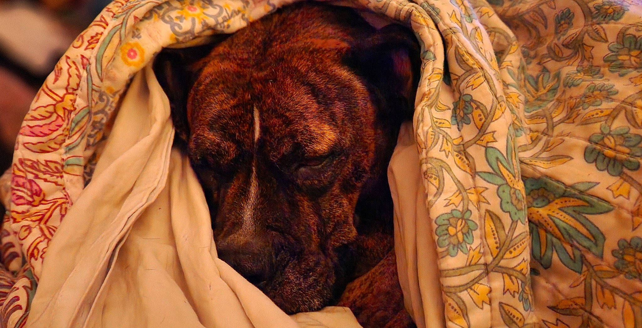 Pearl joined the competition — help win amazing prizes! boxer, brown, canidae, carnivore, comfort, companion_dog, dog, dog_breed, fawn, fur, linens, liver, nap, pattern, snout, sporting_group, terrestrial_animal, wood, working_animal, wrinkle