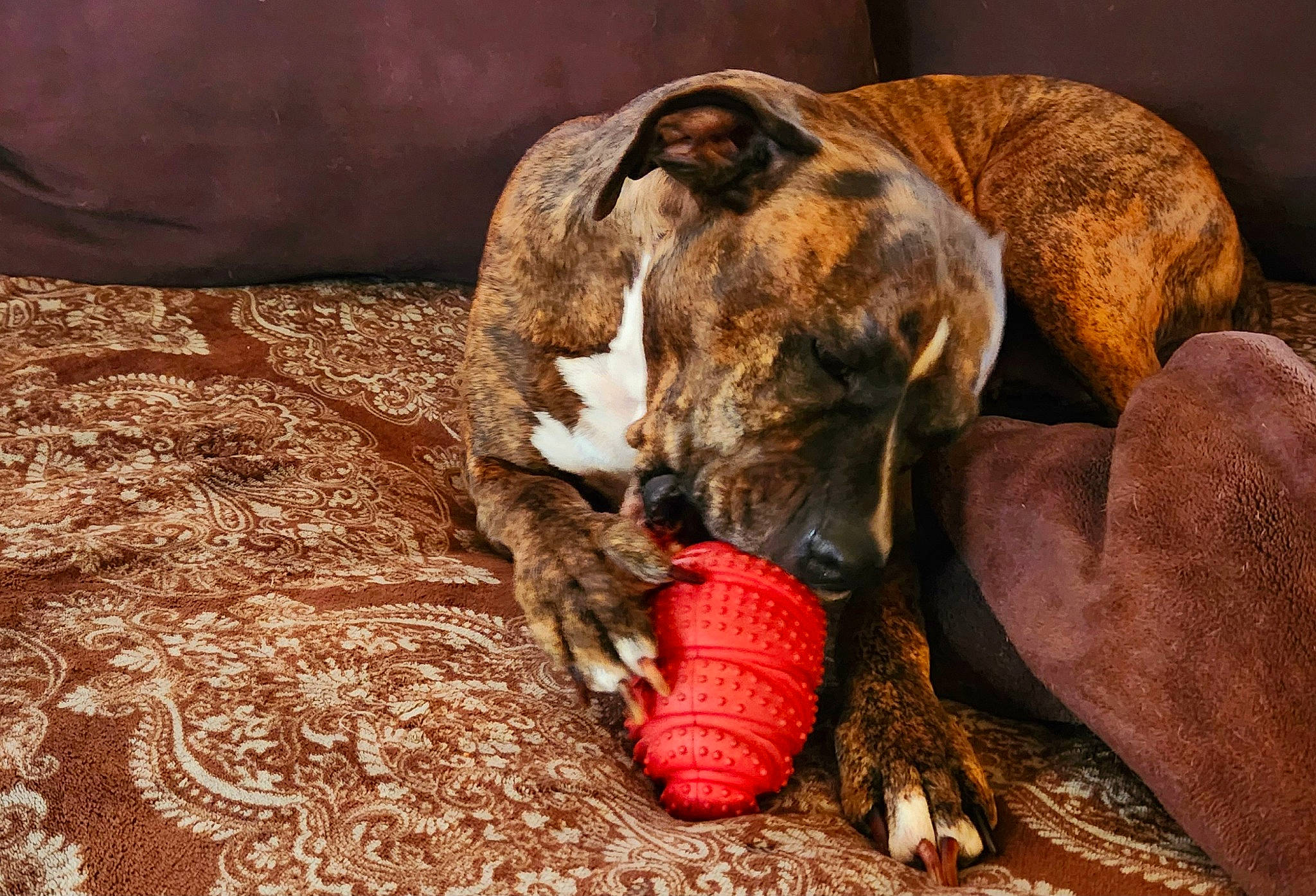 Pearl is registered to the contest to win money with this photo: canidae, carnivore, collar, comfort, companion_dog, dog, dog_bed, dog_breed, dog_supply, fawn, nap, non_sporting_group, paw, pet_supply, snout, sporting_group, tail, terrestrial_animal, whiskers, working_animal