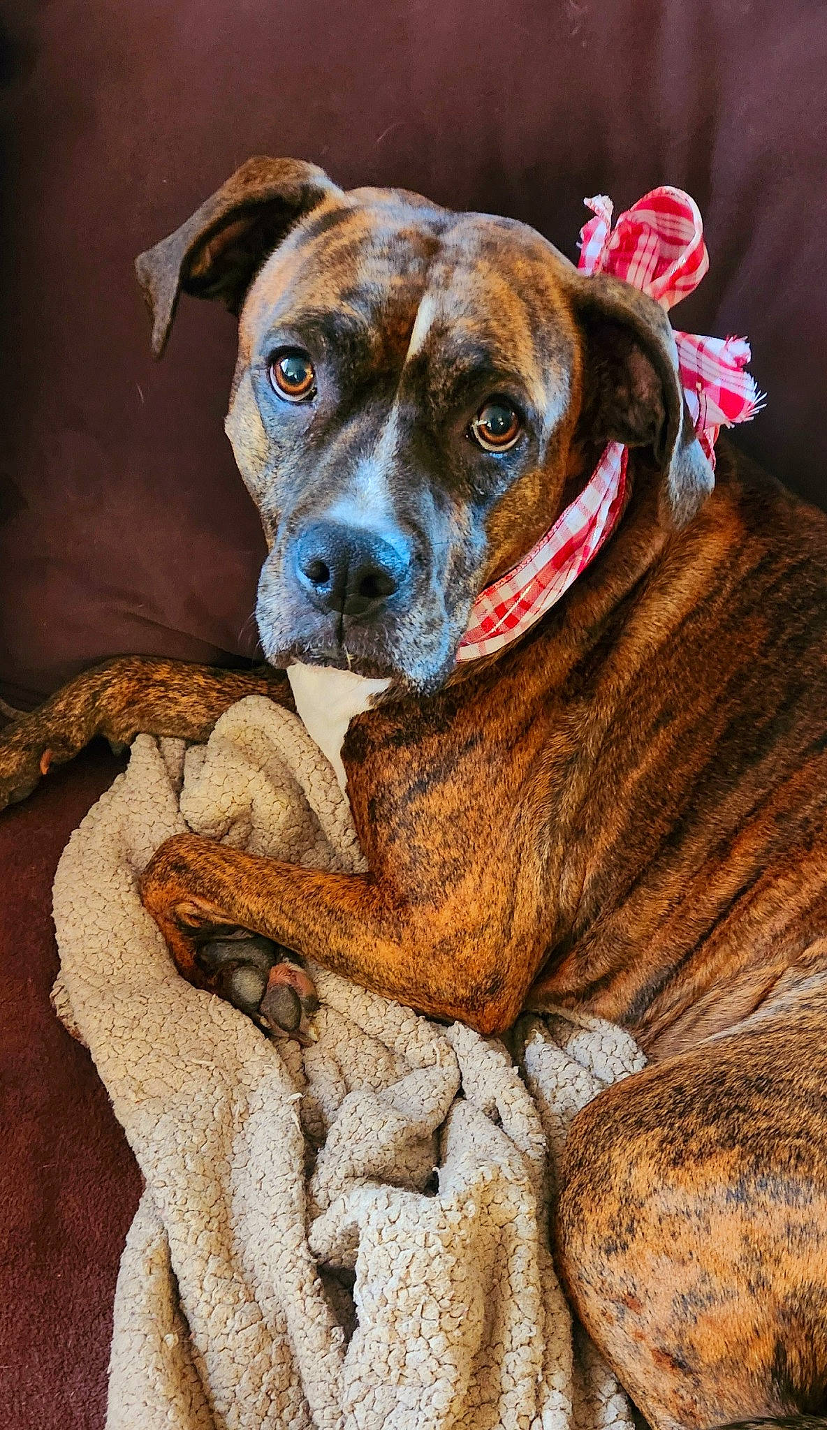 Pearl joined the competition — help win amazing prizes! art, canidae, carnivore, collar, companion_dog, dog, dog_breed, dog_collar, drawing, fawn, fur, illustration, liver, painting, snout, sporting_group, whiskers, working_animal, working_dog, wrinkle