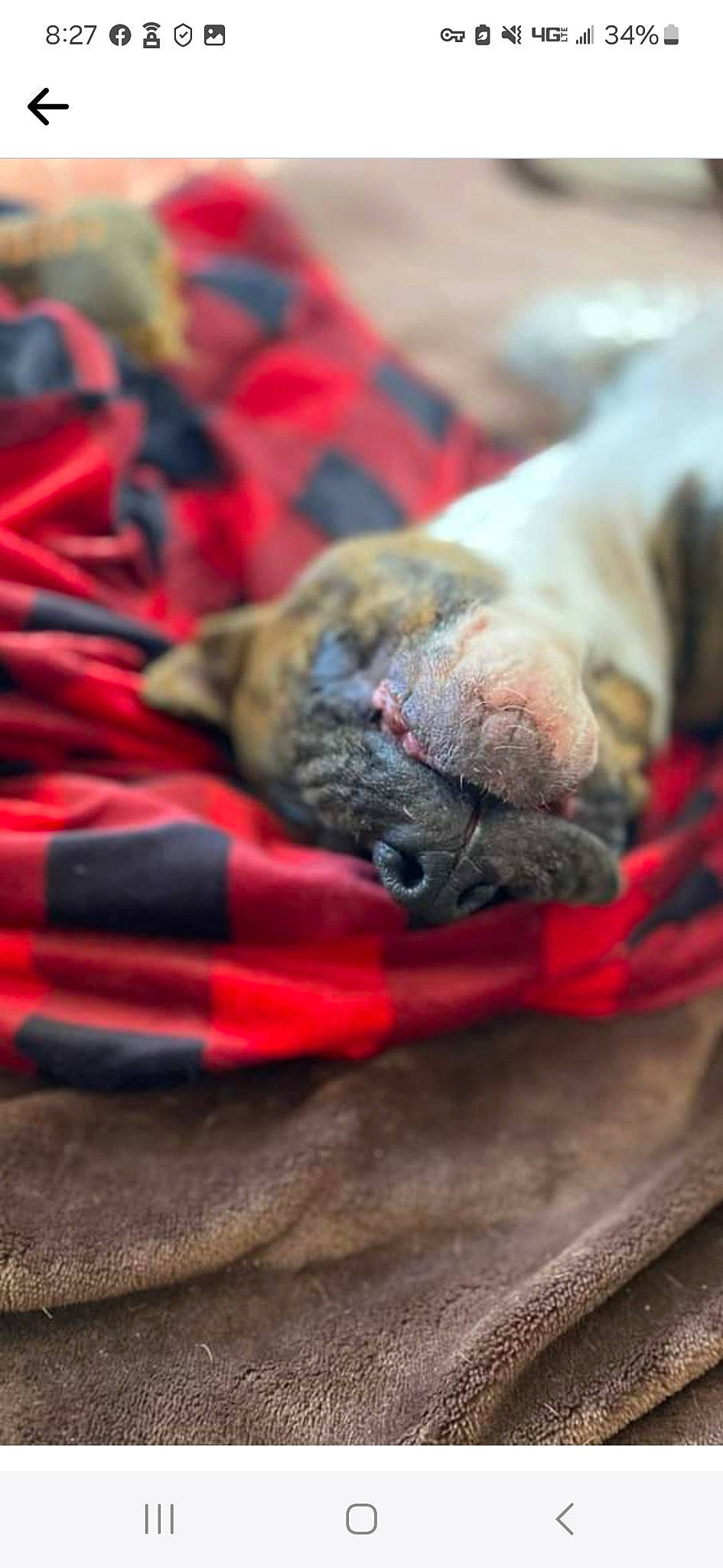 Pearl is registered to the contest to win money with this photo: carnivore, claw, comfort, companion_dog, corgi_chihuahua, dog, dog_breed, dog_supply, fur, ingredient, meat, pet_supply, produce, recipe, snout, tail, terrestrial_animal, vegetable, wool, wrinkle