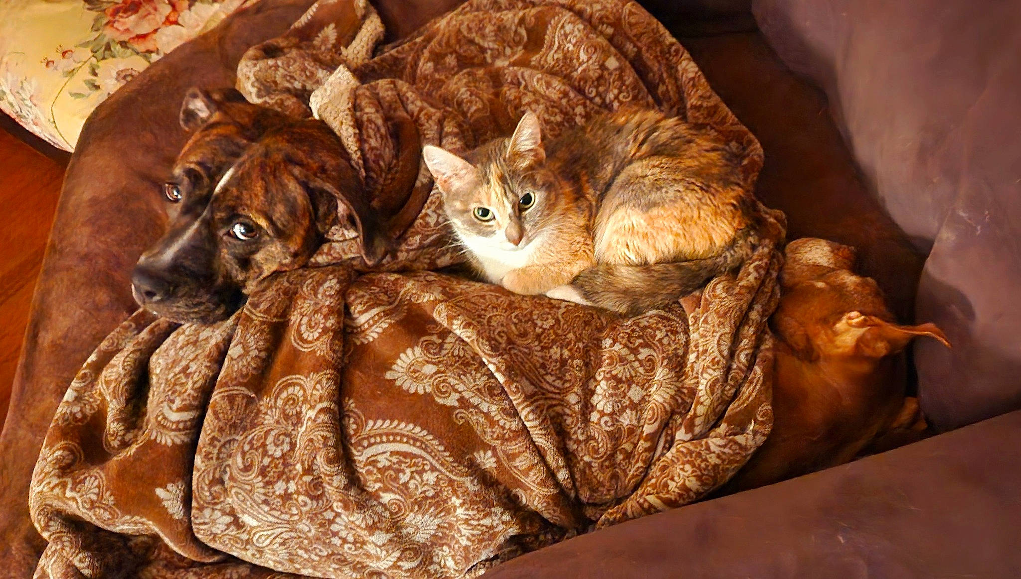 Pearl is registered to the contest to win money with this photo: bedding, brown, canidae, carnivore, cat, cat_supply, comfort, domestic_short_haired_cat, fawn, felidae, fur, linens, liver, small_to_medium_sized_cats, tail, textile, vertebrate, whiskers, wildlife, wood