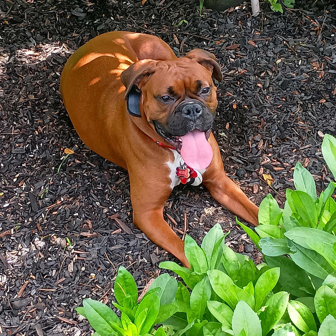 Ruby joined the competition — help win amazing prizes! animal, boxer, bulldog, canine, dog, face, grass, green, head, herbal, herbs, leaf, person, pet, photography, plant, portrait, pottedplant, soil, vegetation