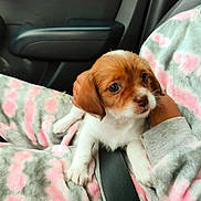 Trixie joined the competition — help win amazing prizes! puppy, dog, pet, lap, pajamas, pink, gray, car_interior, seatbelt, young_animal, cute, cozy, furry, small, brown_and_white, hand, comfort, curious, indoors, travel