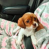 puppy, dog, pet, lap, pajamas, pink, gray, car_interior, seatbelt, young_animal, cute, cozy, furry, small, brown_and_white, hand, comfort, curious, indoors, travel