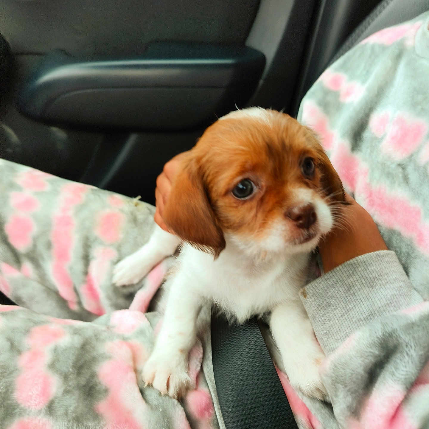 Trixie joined the competition — help win amazing prizes! puppy, dog, pet, lap, pajamas, pink, gray, car_interior, seatbelt, young_animal, cute, cozy, furry, small, brown_and_white, hand, comfort, curious, indoors, travel