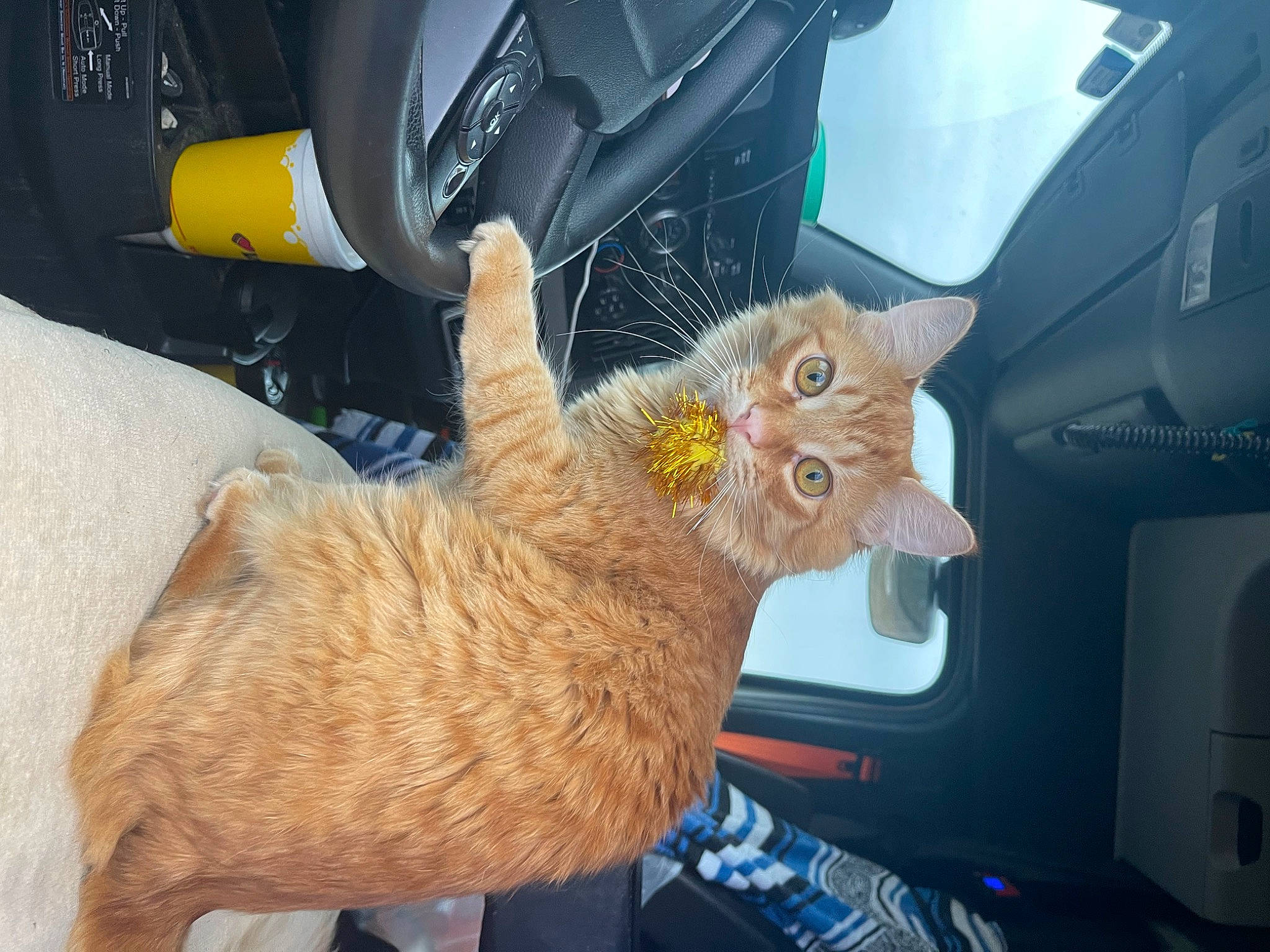 Otis joined the competition — help win amazing prizes! auto_part, automotive_exterior, automotive_tire, car_seat, car_seat_cover, carnivore, cat, domestic_short_haired_cat, fawn, felidae, fur, gesture, lap, motor_vehicle, small_to_medium_sized_cats, steering_wheel, tail, vehicle_door, whiskers, windshield