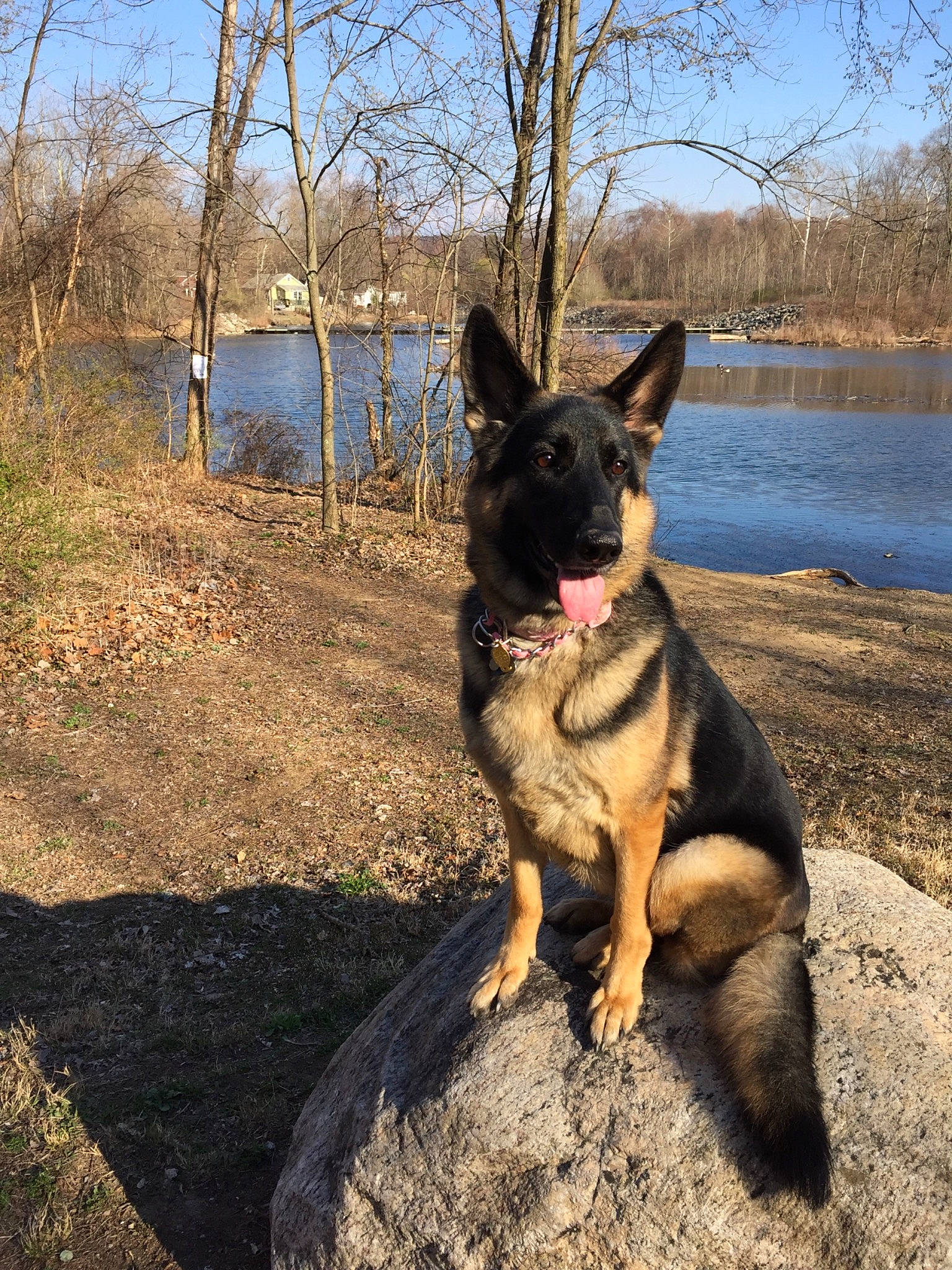 Romy is registered to the contest to win money with this photo: belgian_shepherd, belgian_shepherd_malinois, bohemian_shepherd, canidae, carnivore, dog, dog_breed, east_european_shepherd, german_shepherd_dog, king_shepherd, kunming_wolfdog, mammal, old_german_shepherd_dog, police_dog, shiloh_shepherd_dog, sky, tree, vertebrate, wildlife, working_dog