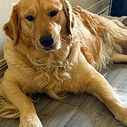 Cooper joined the competition — help win amazing prizes! animal, brown_eyes, canine, close_up, cute, dog, fluffy, golden_coat, golden_retriever, home, indoors, long_hair, lounge, lying_down, natural_light, paws, pet, portrait, relaxed, wood_floor