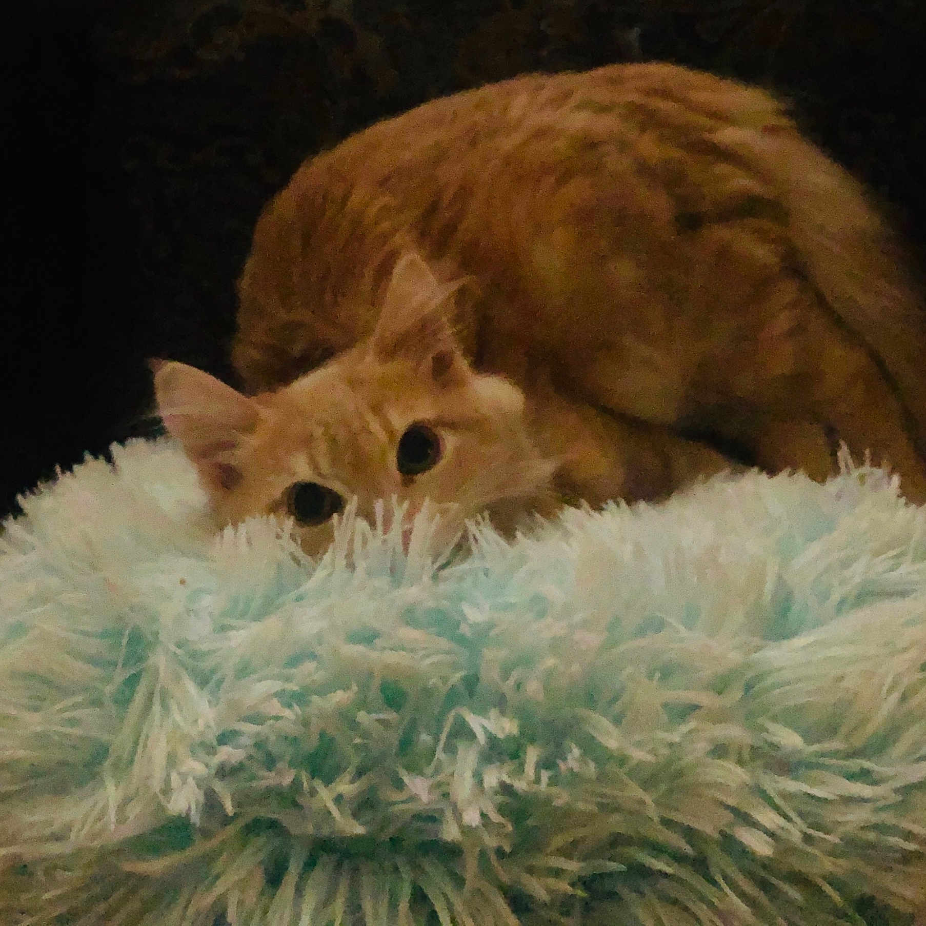 Buba joined the competition — help win amazing prizes! cat, orange_tabby, fluffy_blanket, blue_blanket, indoor, pet, animal, cozy, furry, shy, curious, resting, soft_texture, closeup, cute, domestic_cat, whiskers, ears, tail, relaxed
