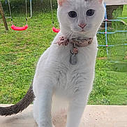 Sun-Hee participe au concours pour gagner de l'argent avec cette photo : animal, cat, closeup, collar, curious, domestic_cat, feline, glass, grass, outdoor, pet, pink_collar, playground, raindrops, swing, tag, trampoline, white_cat, window, yard