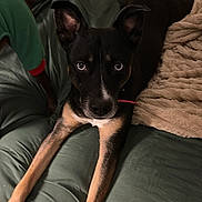 Luna joined the competition — help win amazing prizes! dog, black_dog, tan_paws, couch, blanket, indoor, pet, animal, fur, ears, eyes, lying_down, green_couch, cozy, relaxed, companion, two_dogs, sweater, brown, home