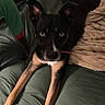 dog, black_dog, tan_paws, couch, blanket, indoor, pet, animal, fur, ears, eyes, lying_down, green_couch, cozy, relaxed, companion, two_dogs, sweater, brown, home