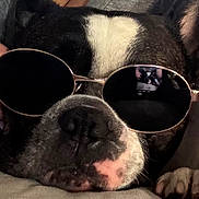 Jax Adonis joined the competition — help win amazing prizes! animal, black, black_and_white, canine, close_up, cute, dog, face, fur, indoor, nose, paw, pet, portrait, reflection, relaxed, sleeping, snout, sunglasses, white