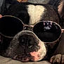 animal, black, black_and_white, canine, close_up, cute, dog, face, fur, indoor, nose, paw, pet, portrait, reflection, relaxed, sleeping, snout, sunglasses, white