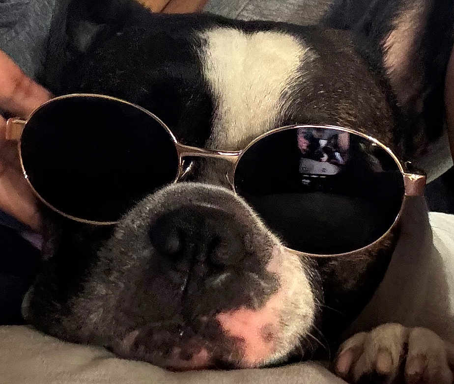 Jax Adonis joined the competition — help win amazing prizes! animal, black, black_and_white, canine, close_up, cute, dog, face, fur, indoor, nose, paw, pet, portrait, reflection, relaxed, sleeping, snout, sunglasses, white