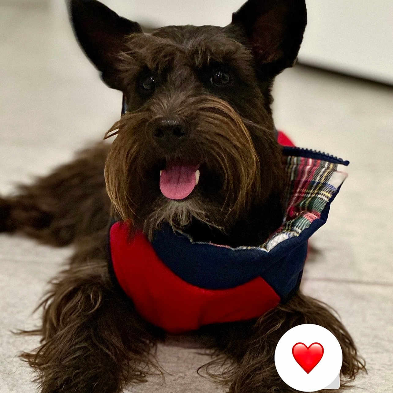 Kuno joined the competition — help win amazing prizes! dog, pet, animal, canine, fur, tongue, ears, lying_down, indoor, floor, cute, portrait, happy, jacket, cozy, closeup, black_fur, friendly, domestic_animal, companion