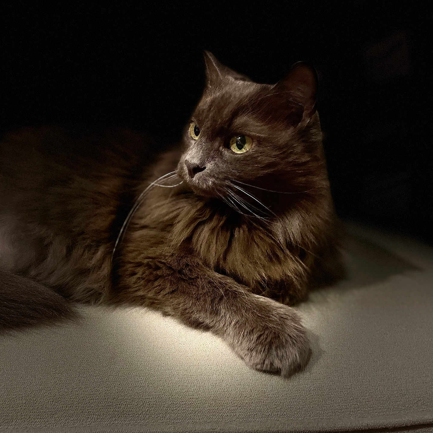 Griotte a rejoint le concours — aidez-le/la à gagner de superbes lots ! abyssinian, angora, animal, armchair, blackcat, cat, chair, couch, furniture, hardwood, kitten, manx, pet, wood