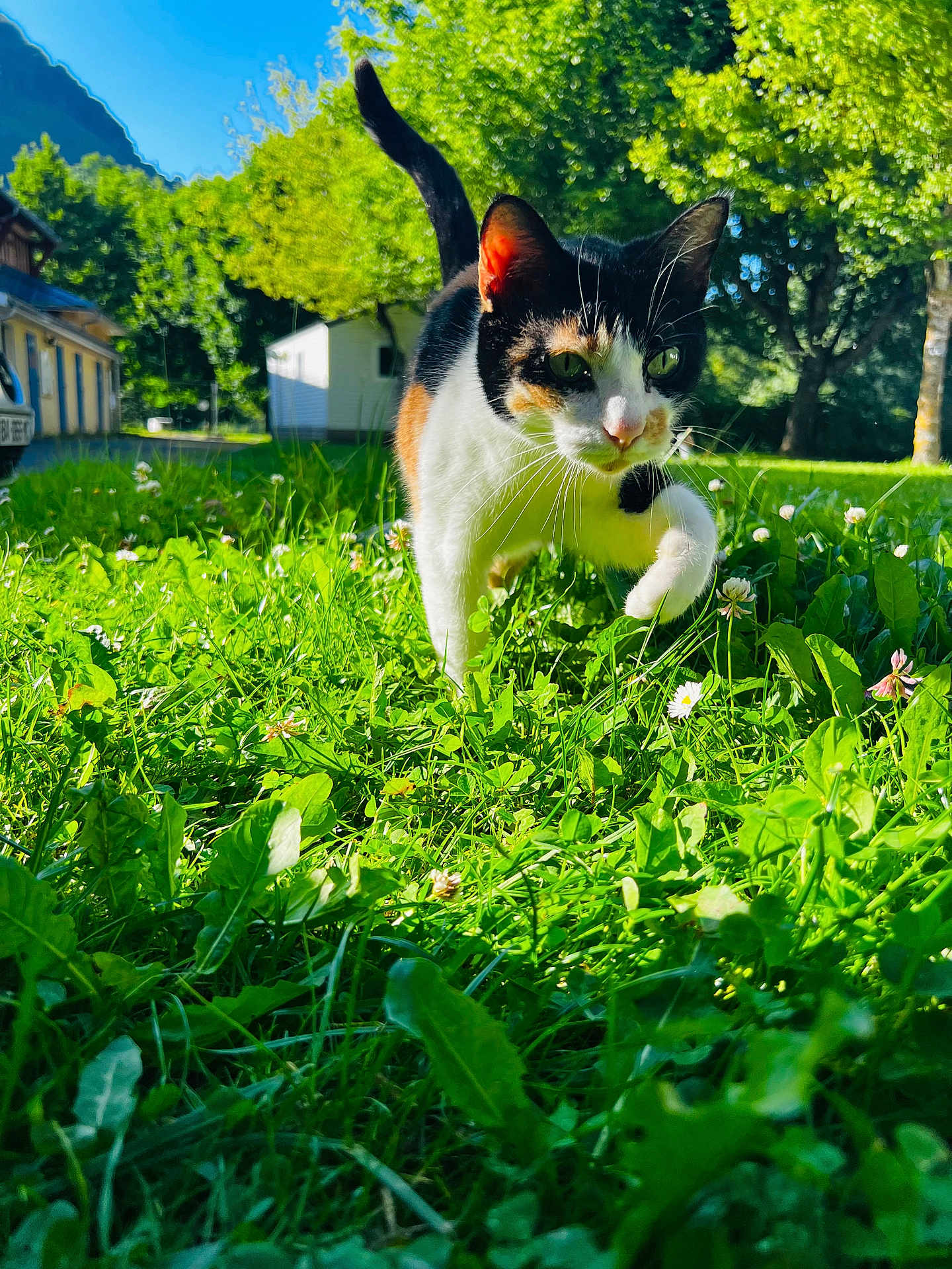 Pistache