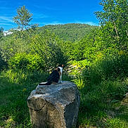 Pistache a rejoint le concours — aidez-le/la à gagner de superbes lots ! animal, blue_sky, calico_cat, cat, daytime, fur, grass, greenery, hill, mammal, nature, outdoor, peaceful, rock, scenic, sitting, solitude, sunlight, trees, wildlife