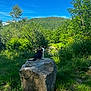 animal, blue_sky, calico_cat, cat, daytime, fur, grass, greenery, hill, mammal, nature, outdoor, peaceful, rock, scenic, sitting, solitude, sunlight, trees, wildlife