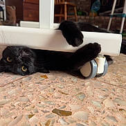 Charlie joined the competition — help win amazing prizes! animal, black_cat, brick_wall, cat, close_up, cozy, curious, domestic, floor, furniture, indoor, lying_down, paws, pet, playful, terrazzo_floor, wheels, white_object, wooden_chair, yellow_eyes