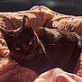Charlie is registered to the contest to win money with this photo: animal, black_cat, blanket, cat, comfort, cozy, cute, domestic_animal, feline, fur, indoor, pet, pink_blanket, relaxing, resting, shadow, soft_texture, sunlight, warm_light, whiskers