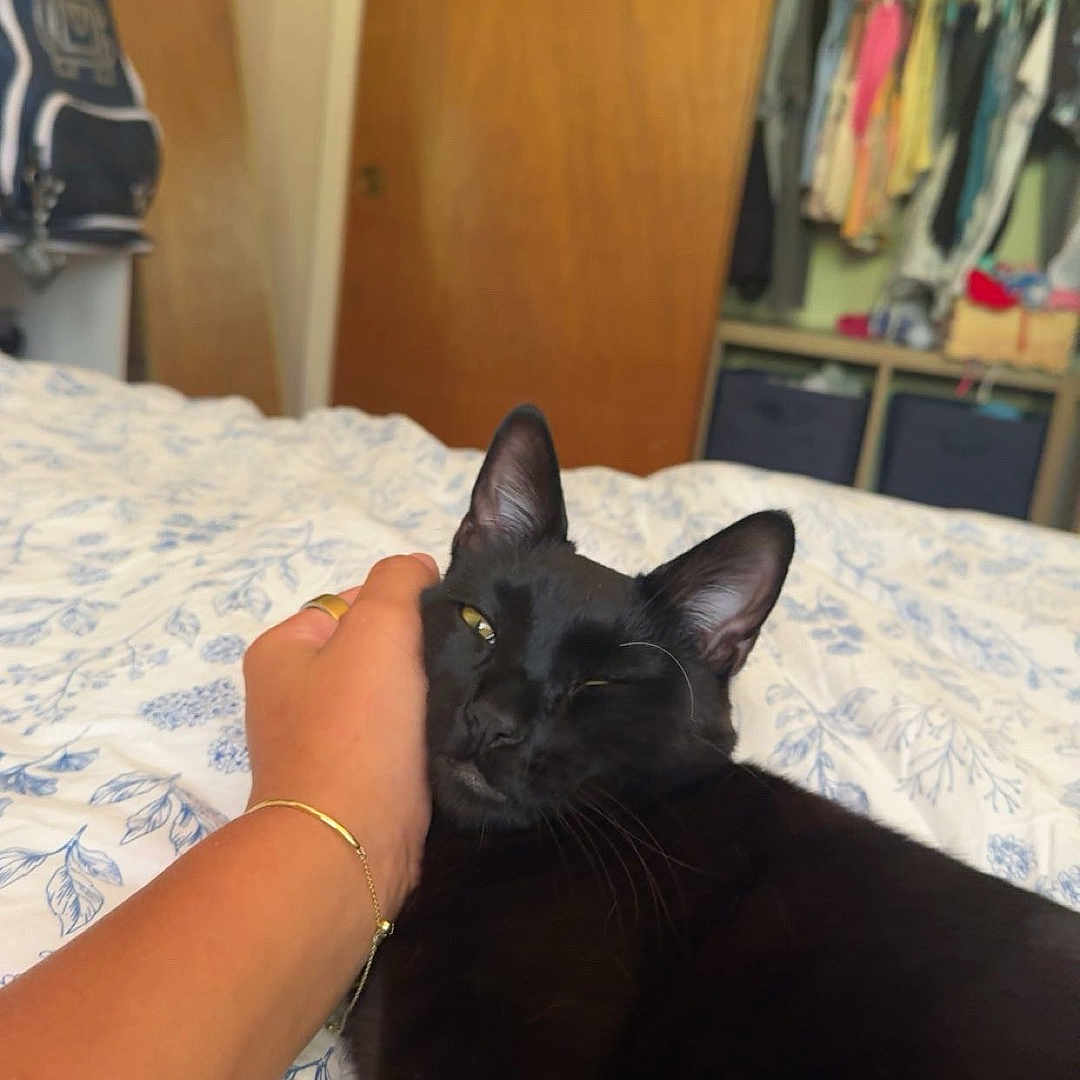 Charlie is registered to the contest to win money with this photo: animal, bed, bedspread, black_cat, bracelet, casual, cat, closet, clothes, comfort, feline, floral_pattern, hand, home, indoor, jewelry, pet, relaxing, ring, skateboard