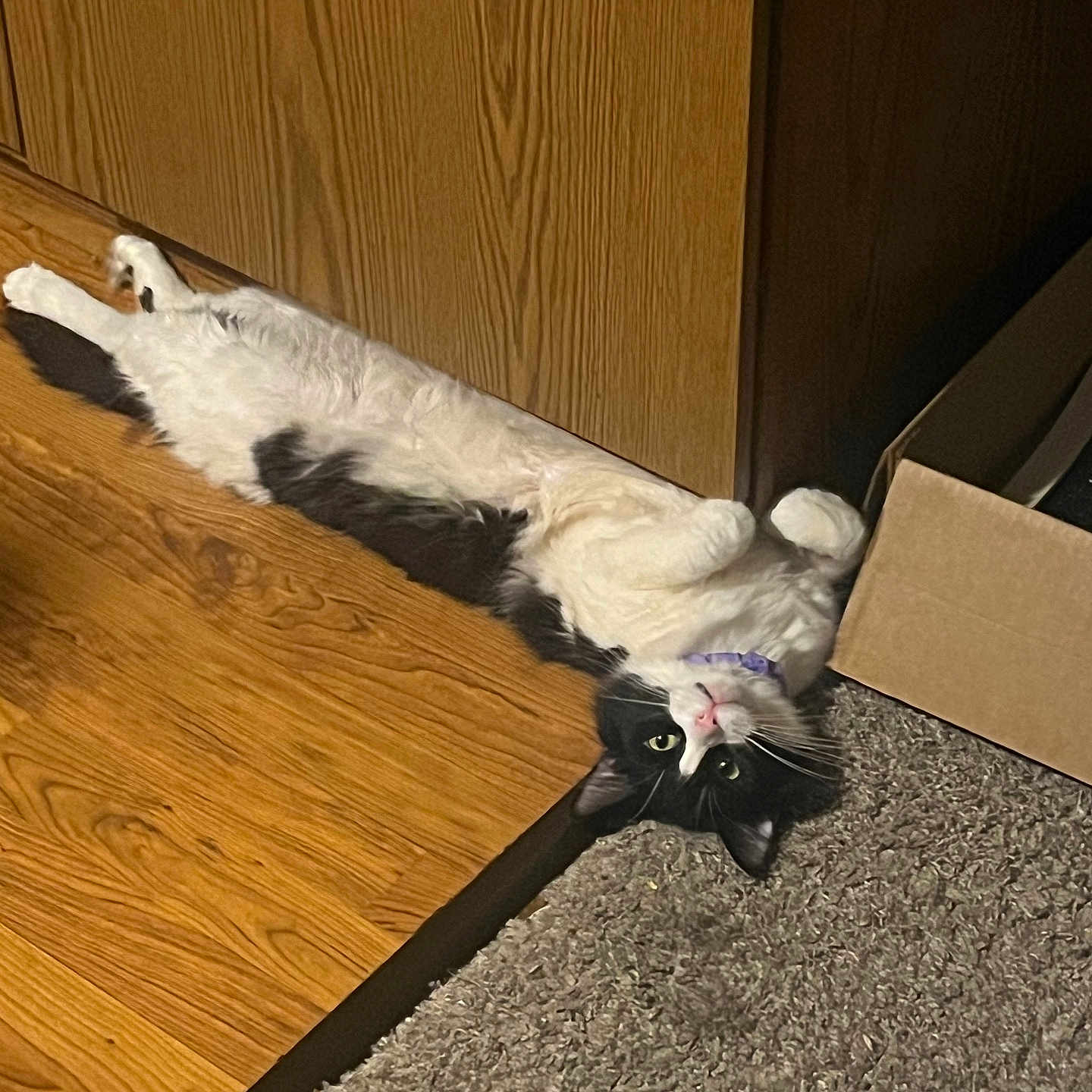 Oreo